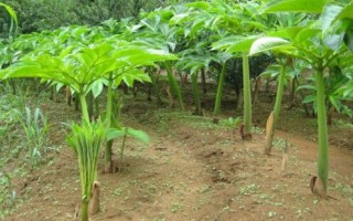 魔芋的种植技术与管理，魔芋的种植技术与管理视频