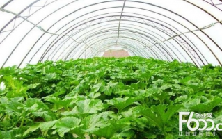 大棚蔬菜种植技术宝典，大棚蔬菜种植技术与管理