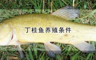 桂鱼养殖技术视频，桂鱼养殖技术视频致富经