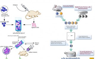 单抗技术的原理，单抗的作用原理